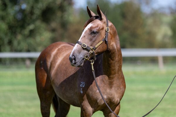 Lot 504: Tiger of Malay / Texas Dancer