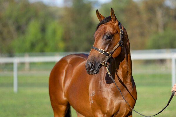 Lot 618: Written By / Ajay's Ace (NZ)