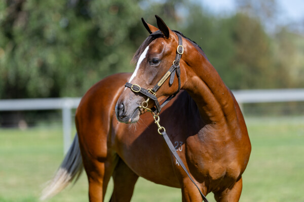 Lot 782: Dundeel (NZ) / Enood