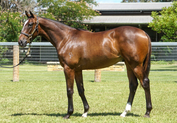 Lot 131: Maurice (JPN) / Le Lude