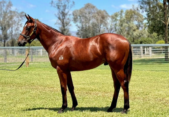 Lot 281: Tiger of Malay / Our Total Recall (NZ)