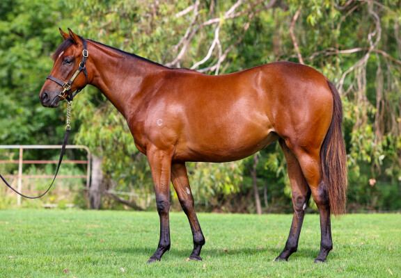 Lot 343: Home Affairs / Redoubt (IRE)