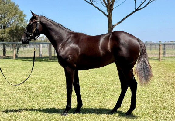 Lot 362: Cool Aza Beel (NZ) / Rosenstrasse