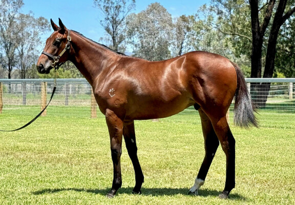 Lot 398: Proisir / Secret Amour (NZ)