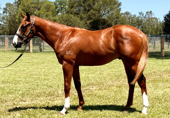 Lot 412: Justify (USA) / She's the Gift (NZ)