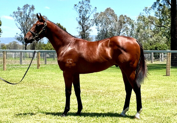 Lot 507: Jacquinot / The Messina Nymph