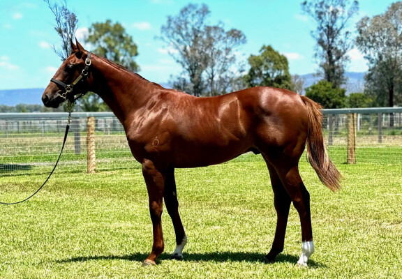 Lot 521: Harry Angel (IRE) / Too Easy Sis