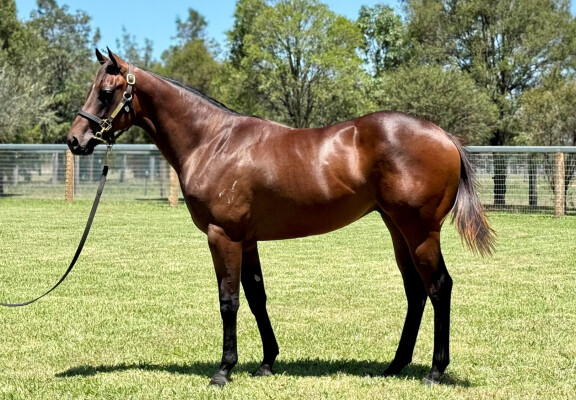 Lot 526: Acrobat / Tough as Teak