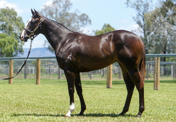 Lot 578: Hitotsu / Whitula