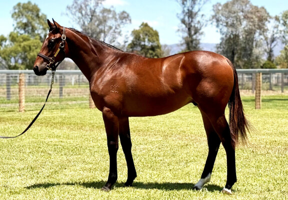 Lot 596: Farnan / Zanibar (FR)