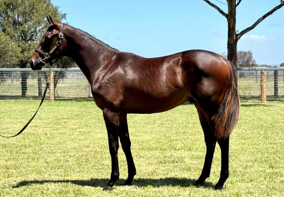Lot 620: Ghaiyyath (IRE) / All Enfield