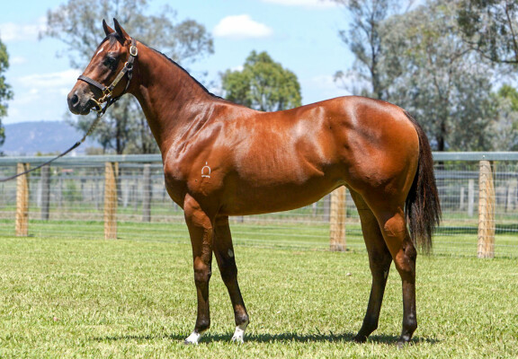 Lot 658: Home Affairs / Base Paradise