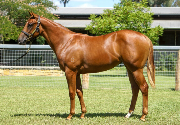 Lot 704: Captivant / Cavellita