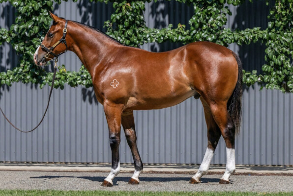 Lot 19: Castelvecchio / French Skyline