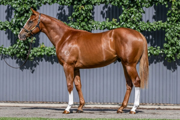 Lot 143: The Autumn Sun / Little Stevie