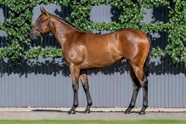 Lot 146: Cosmic Force / Lonado