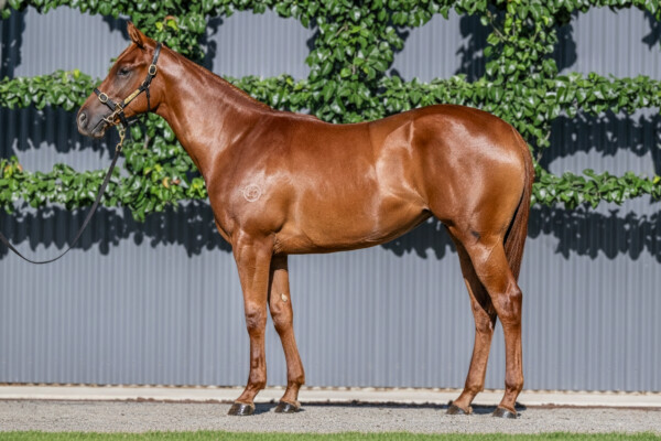 Lot 227: Pinatubo (IRE) / My Pleasure