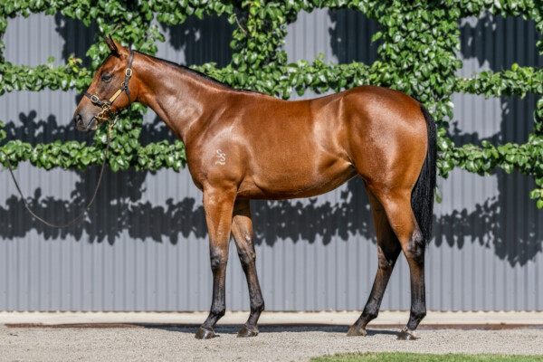 Lot 271: Bivouac / Onedayclosertoyou