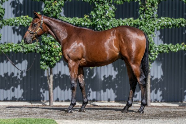 Lot 302: Justify (USA) / Phylicia