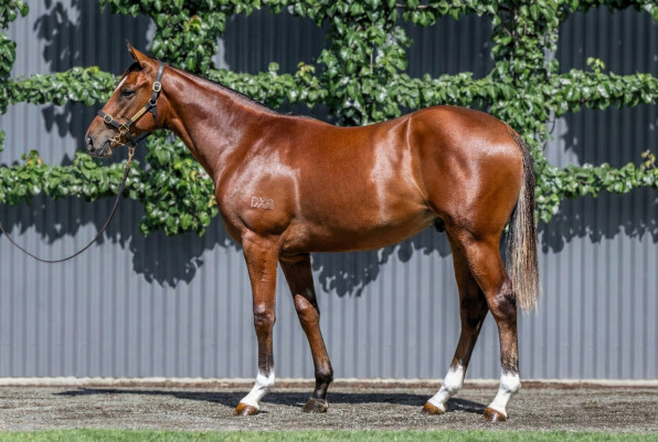 Lot 326: Dundeel (NZ) / Quick Feet