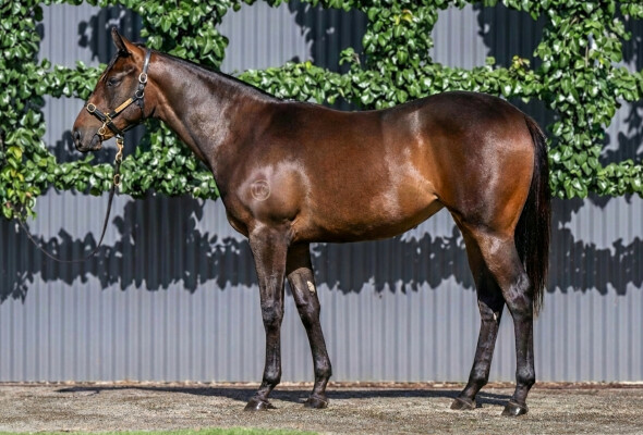 Lot 598: Pierro / Zelify