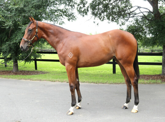 Lot 107: Acrobat / Keeping Score (NZ)