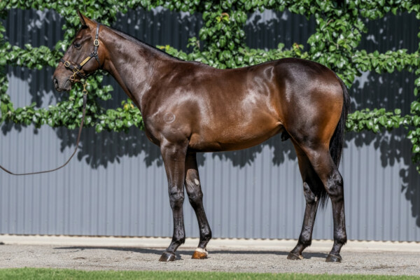 Lot 653: Pierro / Bahama