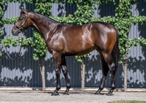 Lot 732: Too Darn Hot (GB) / Courtyard Circle