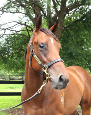 Lot 497: Pinatubo (IRE) / Tapestries