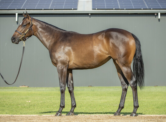 Lot 156: Cosmic Force / Madame Bookworm