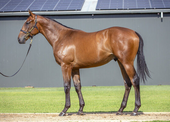 Lot 192: Maurice (JPN) / Miss Carlotta