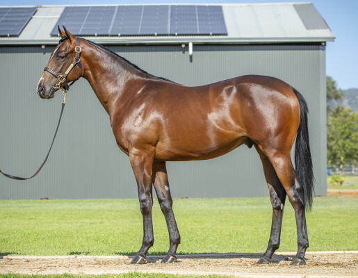 Lot 230: Hellbent / Nabbed