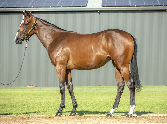 Lot 253: Hellbent / Northern River