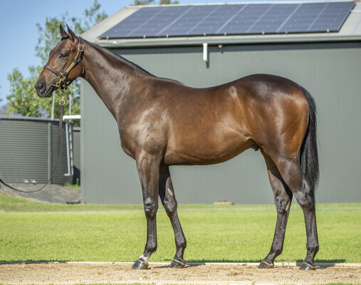 Lot 260: I Am Invincible / Octavia