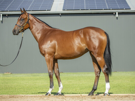 Lot 327: Hellbent / Raging Queen