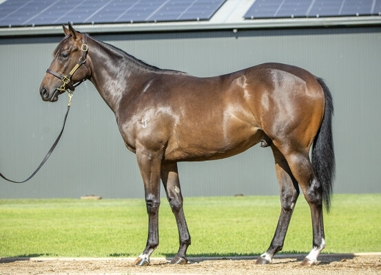 Lot 368: Brave Smash (JPN) / Rubikai