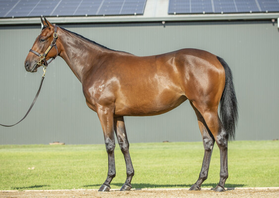 Lot 614: Dundeel (NZ) / Advance Party