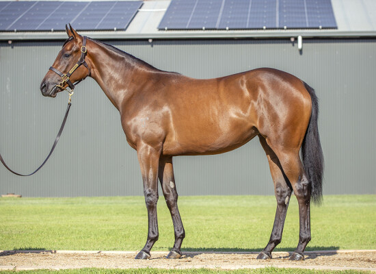 Lot 752: I Am Invincible / Dendee