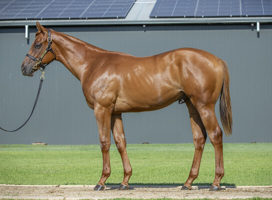 Lot 762: Justify (USA) / Divided House