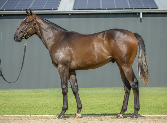 Lot 774: Ole Kirk / Duchess Pedrille