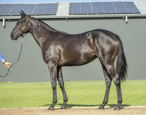 Lot 776: Noverre (NZ) / Dwelt