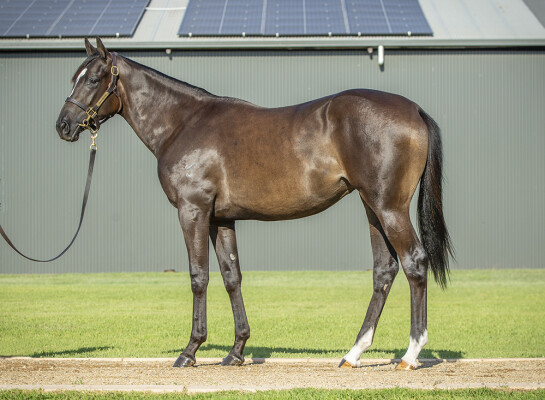 Lot 779: Pinatubo (IRE) / Ella Listo