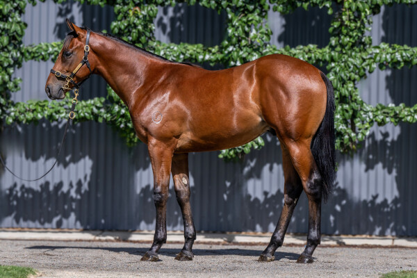 Lot 294: Hellbent / Peindre