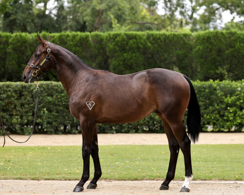 Lot 279: Zousain / Our Intrigue (NZ)