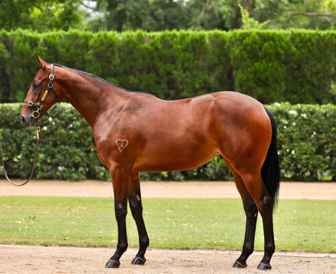 Lot 310: Hellbent / Pixel Perfect