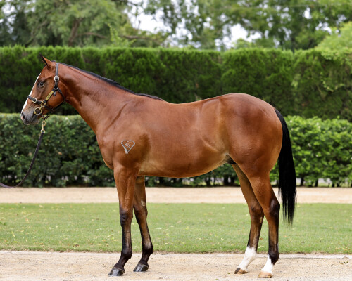 Lot 342: Best of Bordeaux / Red Hot Chillies