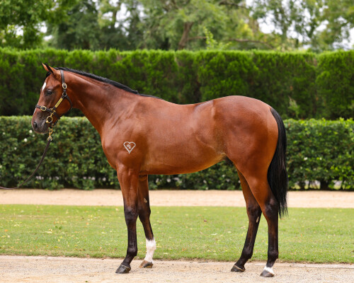 Lot 753: Dundeel (NZ) / Deployment