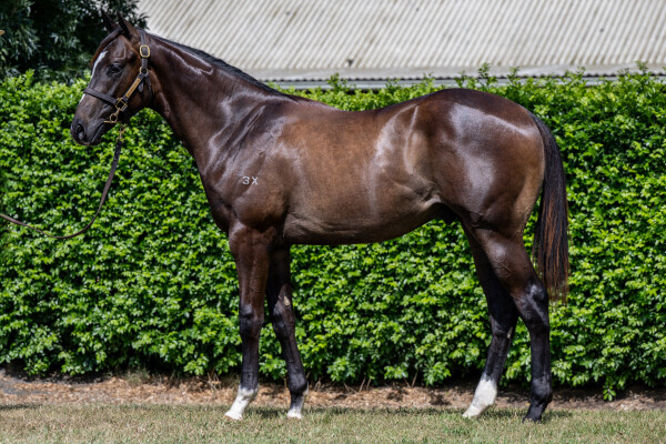 Lot 54: Ole Kirk / Hams Al Lail