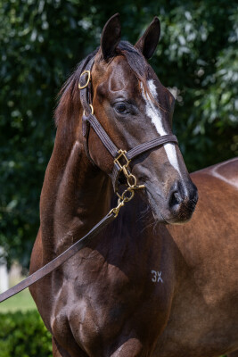 Lot 54: Ole Kirk / Hams Al Lail