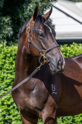 Lot 78: Stay Inside / If You Can Dream